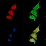 PLD3 Antibody in Immunocytochemistry (ICC/IF)