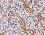 PLD3 Antibody in Immunohistochemistry (Paraffin) (IHC (P))