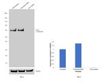 PLD3 Antibody in Western Blot (WB)