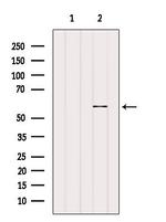 KCNS1 Antibody in Western Blot (WB)