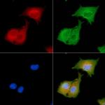 CD164 Antibody in Immunocytochemistry (ICC/IF)