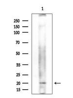 CD164 Antibody in Western Blot (WB)