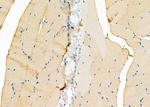 SV2C Antibody in Immunohistochemistry (Paraffin) (IHC (P))