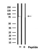 SV2C Antibody in Western Blot (WB)