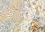 GCP3 Antibody in Immunohistochemistry (Paraffin) (IHC (P))