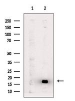 Phospho-MYL2 (Ser15) Antibody in Western Blot (WB)