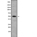 PLA1A Antibody in Western Blot (WB)