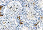 TAS2R50 Antibody in Immunohistochemistry (Paraffin) (IHC (P))