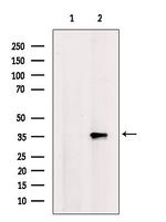 TAS2R50 Antibody in Western Blot (WB)