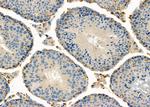 Staufen Antibody in Immunohistochemistry (Paraffin) (IHC (P))