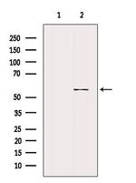 Staufen Antibody in Western Blot (WB)