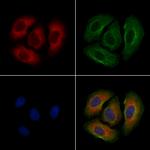 GPR77 Antibody in Immunocytochemistry (ICC/IF)