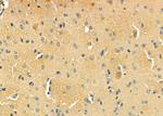 D4 Dopamine Receptor Antibody in Immunohistochemistry (Paraffin) (IHC (P))