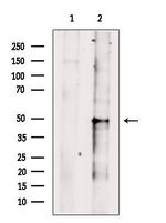 BAF53B Antibody in Western Blot (WB)