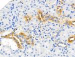 CHOP Antibody in Immunohistochemistry (Paraffin) (IHC (P))