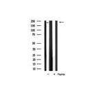 ALPK2 Antibody in Western Blot (WB)