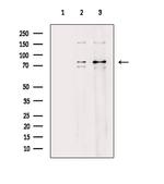 MARK4 Antibody in Western Blot (WB)