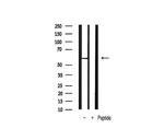 Phospho-PDPK1 (Ser241) Antibody in Western Blot (WB)