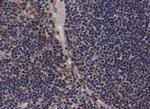 Phospho-JAK2 (Tyr221) Antibody in Immunohistochemistry (Paraffin) (IHC (P))