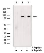 Phospho-TrkA (Tyr680, Tyr681) Antibody in Western Blot (WB)