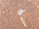 Phospho-c-Jun (Thr91) Antibody in Immunohistochemistry (Paraffin) (IHC (P))