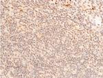 Phospho-c-Jun (Thr93) Antibody in Immunohistochemistry (Paraffin) (IHC (P))