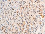 Phospho-c-Jun (Thr93) Antibody in Immunohistochemistry (Paraffin) (IHC (P))