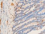 Phospho-c-Jun (Thr93) Antibody in Immunohistochemistry (Paraffin) (IHC (P))