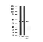 Phospho-c-Jun (Thr93) Antibody in Western Blot (WB)