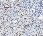 Phospho-BRCA1 (Ser1524) Antibody in Immunohistochemistry (Paraffin) (IHC (P))