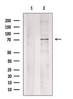 Phospho-AMPK alpha-1 (Ser486) Antibody in Western Blot (WB)