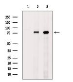 Phospho-RACGAP1 (Ser387) Antibody in Western Blot (WB)