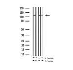 Phospho-HDAC5 (Ser498) Antibody in Western Blot (WB)