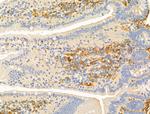 Phospho-CaMKII alpha/delta (Thr286) Antibody in Immunohistochemistry (Paraffin) (IHC (P))