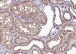 Phospho-CaMKII alpha/delta (Thr286) Antibody in Immunohistochemistry (Paraffin) (IHC (P))