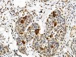 Phospho-TSC1 (Ser505) Antibody in Immunohistochemistry (Paraffin) (IHC (P))