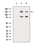 Phospho-TSC1 (Ser505) Antibody in Western Blot (WB)