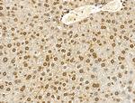 Phospho-Histone H4 (Tyr89) Antibody in Immunohistochemistry (Paraffin) (IHC (P))