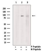 Phospho-PI3K p85 alpha (Tyr580) Antibody in Western Blot (WB)