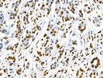 Phospho-SRF (Ser103) Antibody in Immunohistochemistry (Paraffin) (IHC (P))