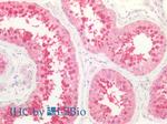 Caspase 9 (Cleaved Asp353) Antibody in Immunohistochemistry (Paraffin) (IHC (P))