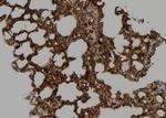 Caspase 9 (Cleaved Asp353) Antibody in Immunohistochemistry (Paraffin) (IHC (P))