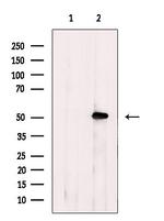 AP2 alpha Antibody in Western Blot (WB)