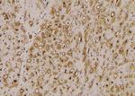 Phospho-HCN1 (Ser846) Antibody in Immunohistochemistry (Paraffin) (IHC (P))