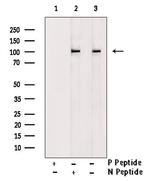 Phospho-HCN1 (Ser846) Antibody in Western Blot (WB)