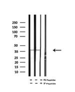 Phospho-FBP1 (Tyr265) Antibody in Western Blot (WB)