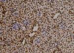 Phospho-FKBP4 (Tyr220) Antibody in Immunohistochemistry (Paraffin) (IHC (P))