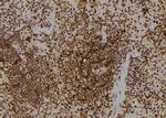 Phospho-FKBP4 (Tyr220) Antibody in Immunohistochemistry (Paraffin) (IHC (P))