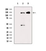 Phospho-GLI1 (Thr1074) Antibody in Western Blot (WB)