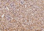 Phospho-SGTA (Ser301) Antibody in Immunohistochemistry (Paraffin) (IHC (P))